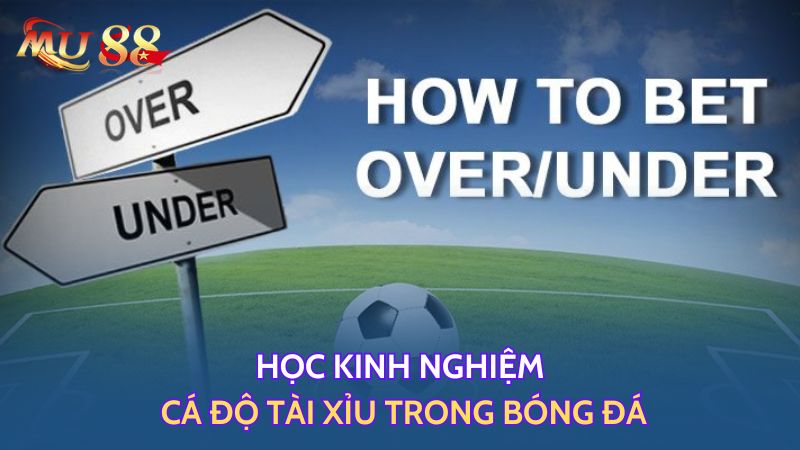 Học kinh nghiệm cá độ tài xỉu trong bóng đá